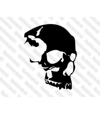 Kaukolė iš šono 17