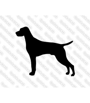 Trumpaplaukis vengrų vižlas