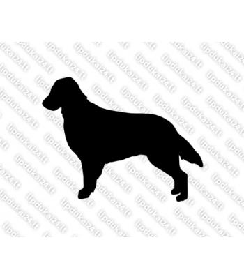 Plokščiaplaukis retriveris