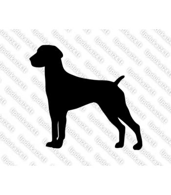 Vokiečių trumpaplaukis Pointeris