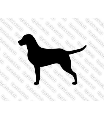 Česapiko įlankos retriveris